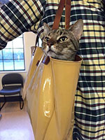 Photo of cat carried in tote-bag